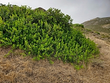 Rhus integrifolia  lemonade berry