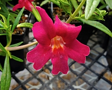 Diplacus (Mimulus)  'Jelly Bean Red' monkeyflower