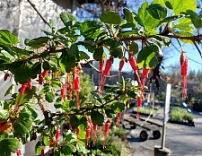 Ribes speciosum  fuchsia-flowered gooseberry