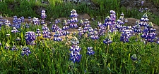 Lupinus nanus  sky lupine