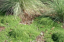 Thymus serpyllum 'Elfin' creeping thyme