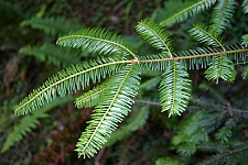 Abies grandis  grand fir