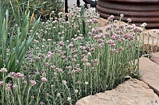 Antennaria rosea  rosy pussy toes