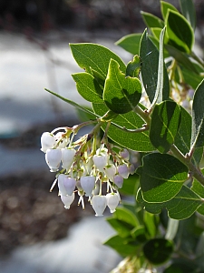 Arctostaphylos manzanita x 'Laguna White' common manzanita