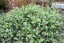 Arctostaphylos cruzensis  Arroyo de la Cruz manzanita