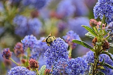 Ceanothus  'Concha' California lilac