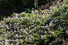 Ceanothus hearstiorum  Hearst ceanothus