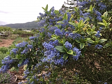 Ceanothus thyrsiflorus 'El Dorado' variegated blue blossom