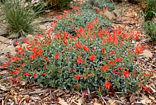 Zauschneria species  California fucshia