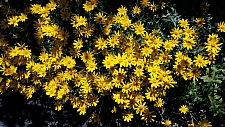 Eriophyllum lanatum 'Siskiyou' woolly sunflower