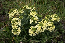 Erysimum concinnum  Point Reyes wallflower