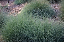 Festuca rubra - Molate strain  creeping red fescue