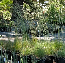 Festuca idahoensis  Idaho fescue