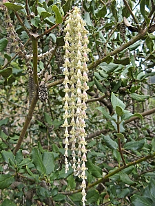 Garrya elliptica 'Evie' coast silktassel