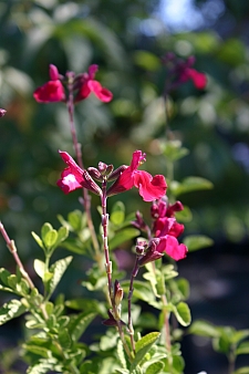 Salvia microphylla 'Heatwave Blaze' sage