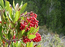 Heteromeles arbutifolia  toyon