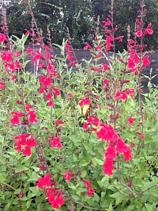 Salvia  'John Whittlesey' 