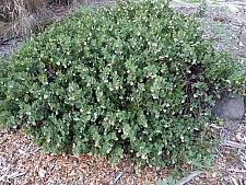 Arctostaphylos x media 'Reina de Arena' manzanita