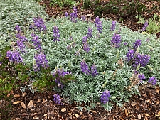 Lupinus albifrons var. collinus  prostrate silver lupine