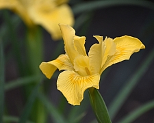 Iris Pacific Coast hybrid 'Canyon Sunshine' Pacific Coast hybrid iris