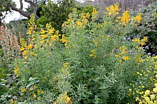 Cleomella (Isomeris) arborea  bladderpod