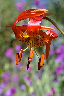 Lilium pardalinum ssp. pitkinense  Pitkin lily