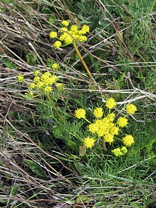 Lomatium utriculatum  common lomatium