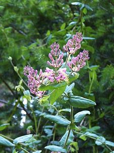 Lonicera hispidula  California honeysuckle, hairy honeysuckle