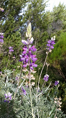 Lupinus albifrons var. douglasii  Douglas' silver bush lupine