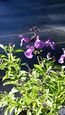Salvia microphylla 'Mesa Azure' mountain sage