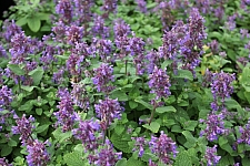 Nepeta x fassennii 'Blue Wonder' catmint