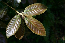 Notholithocarpus densiflorus var. densiflorus  tanoak