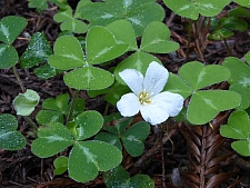 Oxalis oregana 'Freezeout White' white redwood sorrel