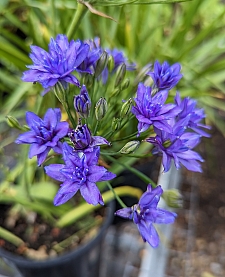 Triteleia laxa 'Aquarius' double-flowered Ithuriel's spear