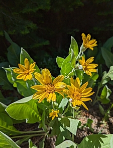 Wyethia mollis  mountain mule ears