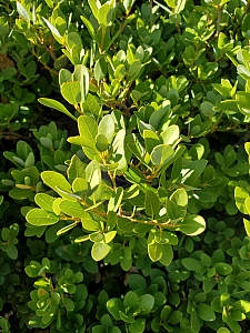 Quercus vacciniifolia  huckleberry oak
