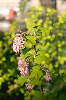 Ribes sanguineum v. sanguineum 'Brocklebankii' golden-leaved red flowering currant