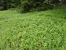 Rubus ursinus  California blackberry