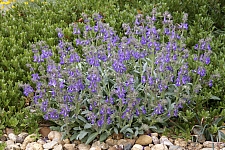 Salvia  canescens v. daghestanica  Caucasus sage