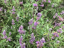 Salvia clevelandii x 'Kaleidoscope' sage
