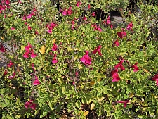 Salvia microphylla 'San Carlos Festival' San Carlos festival sage