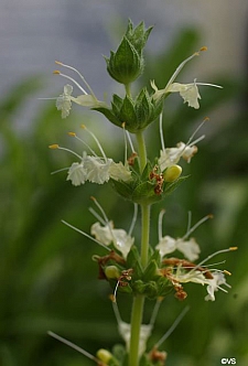 Salvia sonomensis 'John Farmar-Bowers' white-flowered Sonoma sage