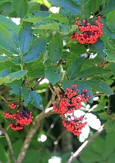 Sambucus racemosa  red elderberry
