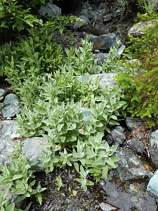 Stachys albens  hedgenettle