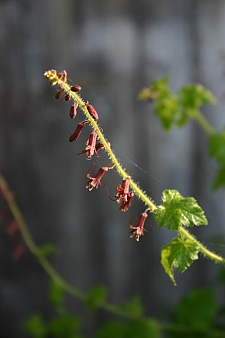 Tolmiea menziesii  piggyback plant