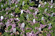 Thymus  'Pink Chintz' pink chintz thyme