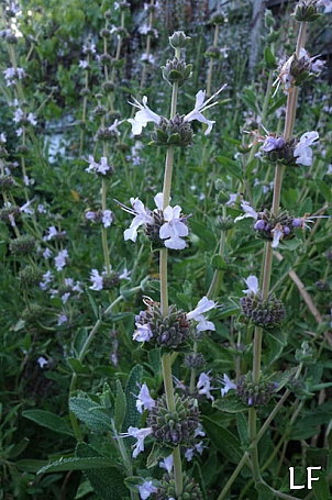 Salvia  'Calamity Jane' calamity Jane sage