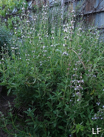 Salvia  'Calamity Jane' calamity Jane sage