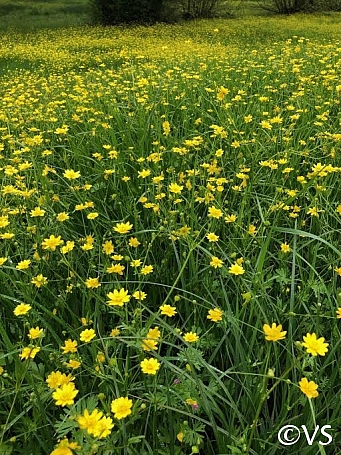 Ranunculus californicus  California buttercup