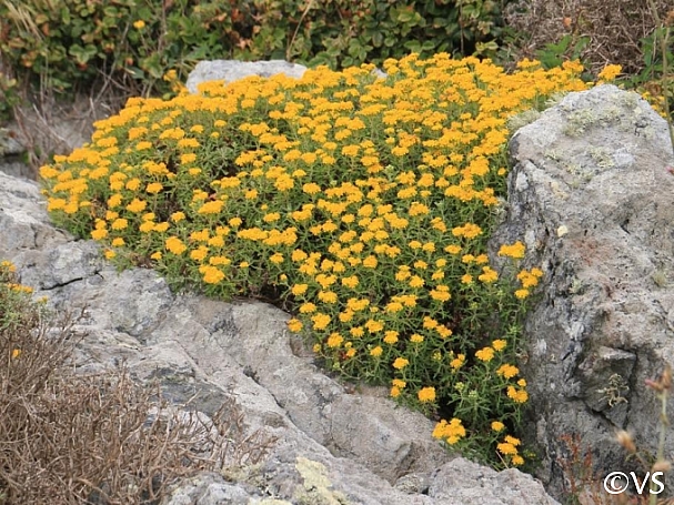 Eriophyllum staechadifolium  lizard tail